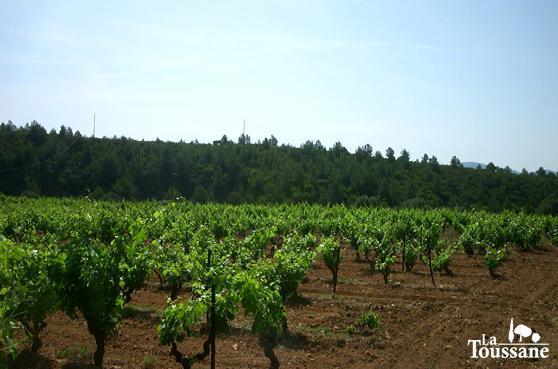 Les Vignes Les Vignes