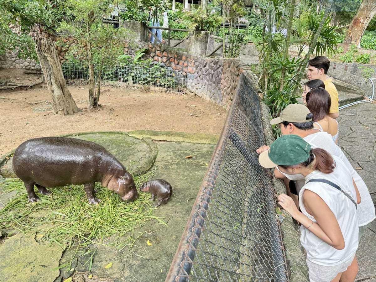 Pattaya Tiger Park Pattaya Tiger Park