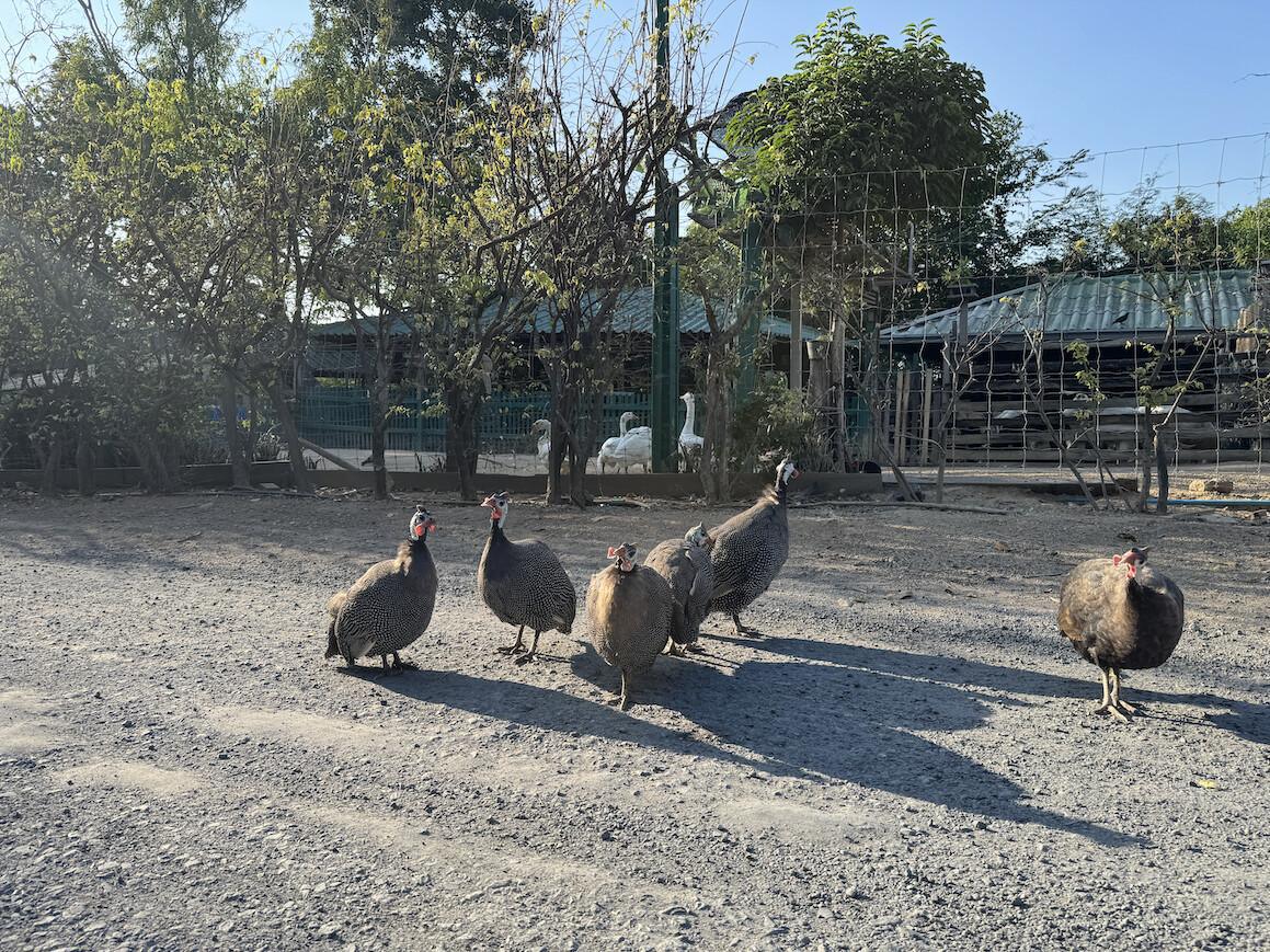 The Sanctuary of Truth The Sanctuary of Truth