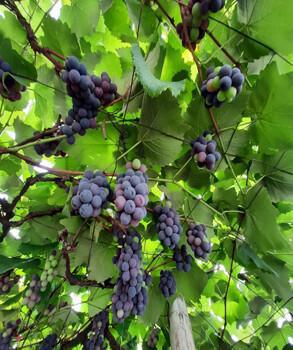 Viñedo Héroes del Pienta Viñedo Héroes del Pienta