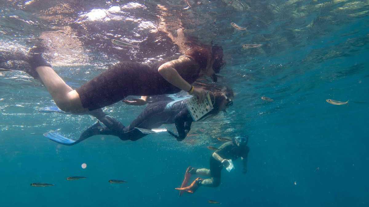 OMODA & JAECOO protegen las praderas de Posidonia en Cabo de Gata