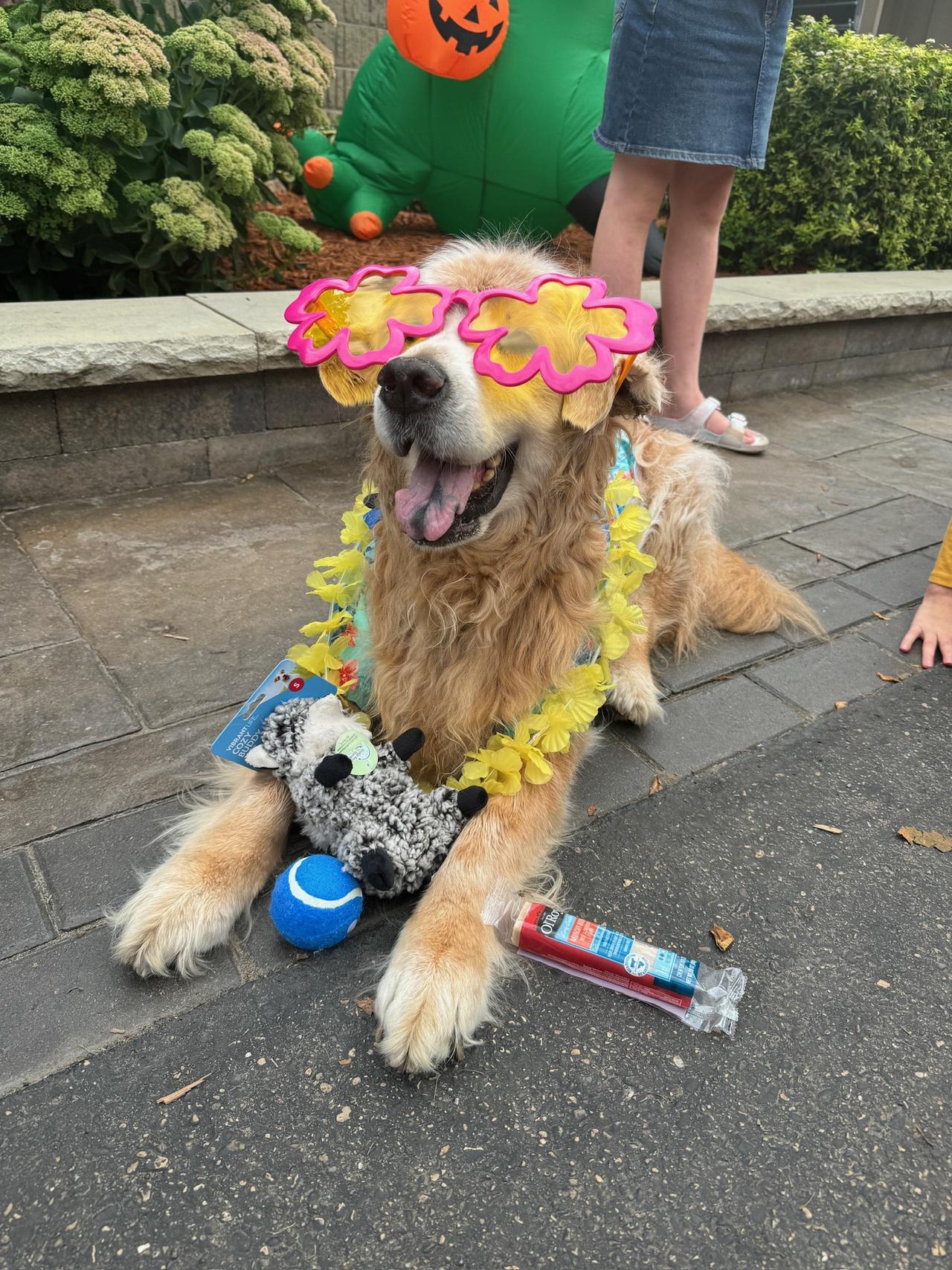 Dog Vacay?