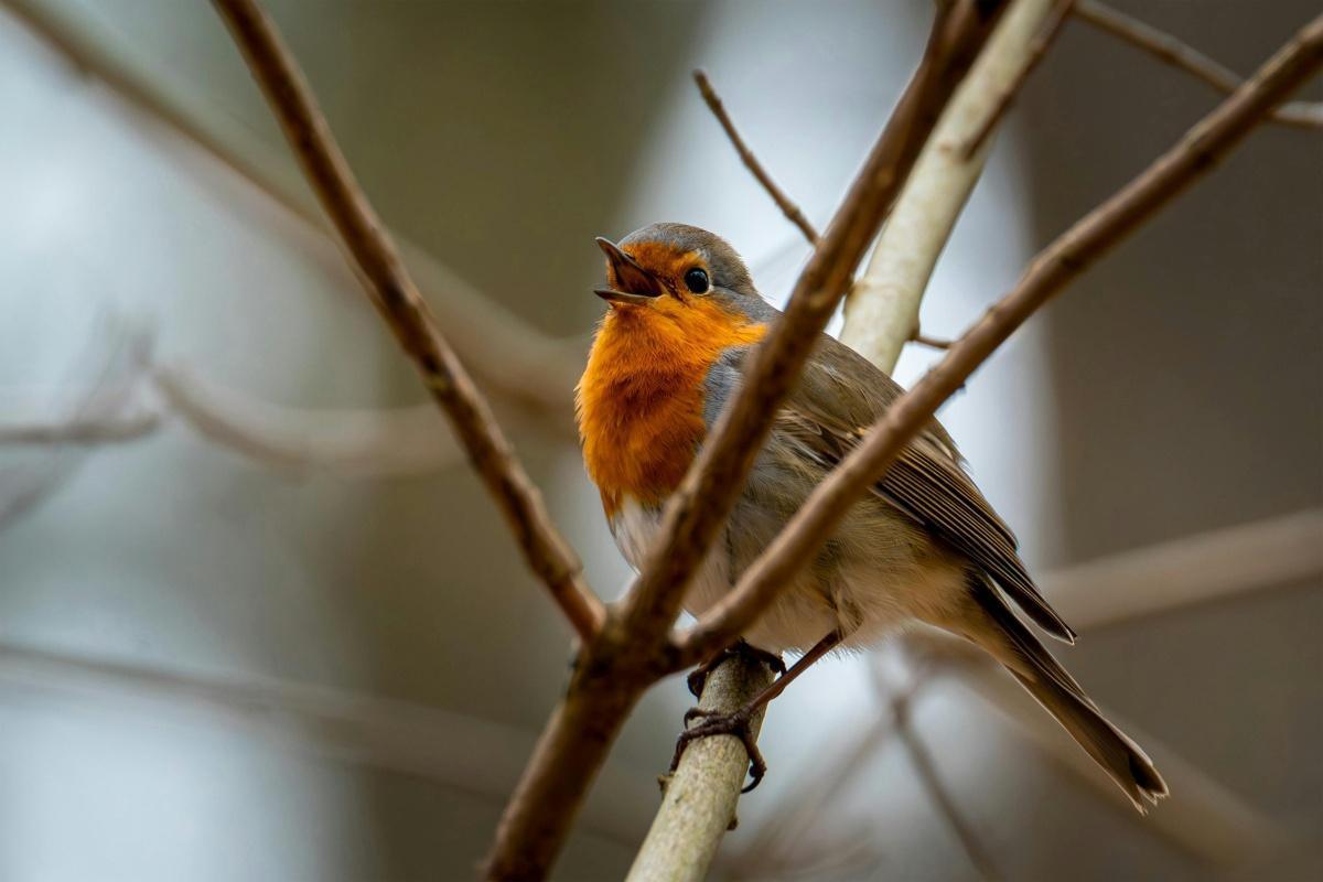 Atelier : Se mettre à l'écoute des oiseaux de l'Esvière