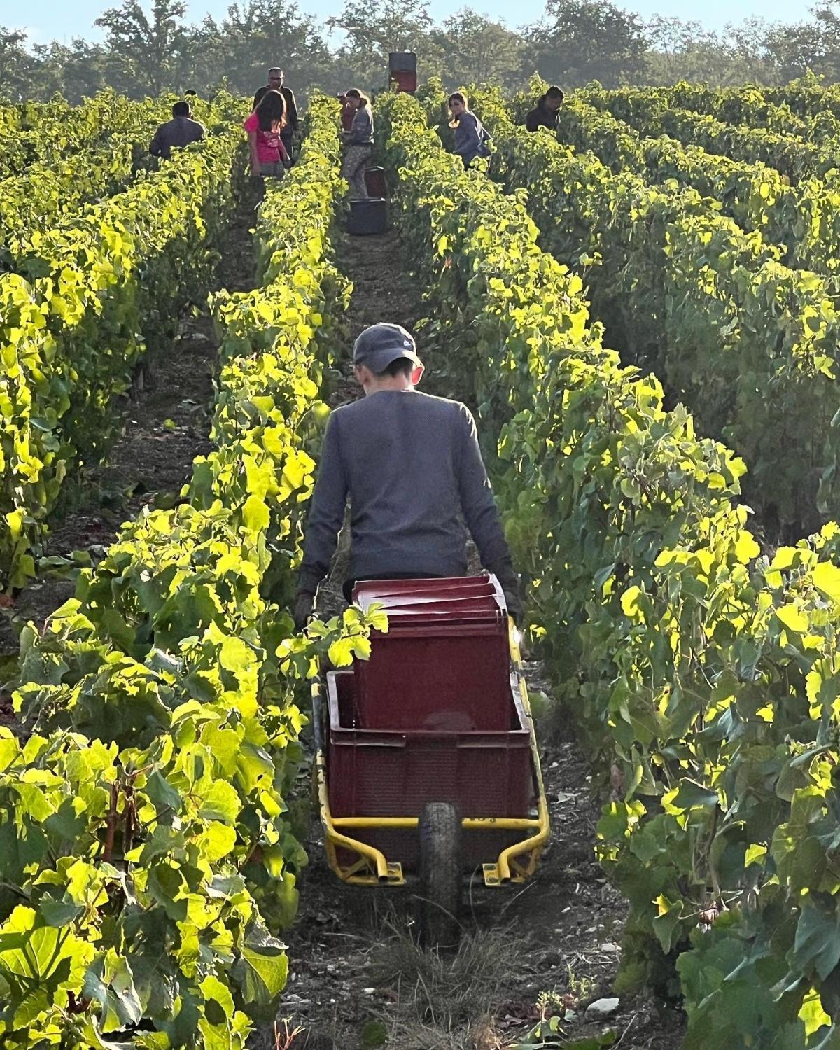 Champagne Gaillard-Peers