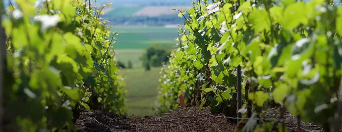 Champagne Jacques Copin 