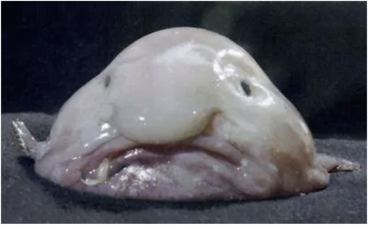 سمكة "بلوب فيش" تتوج بلقب سمكة العام في نيوزيلندا: قصة كفاح من أعماق المحيط