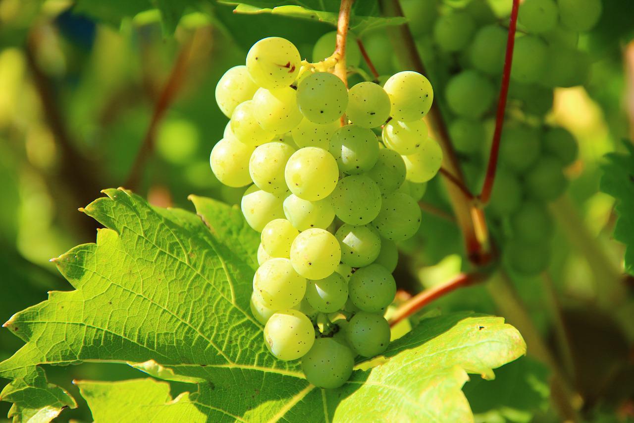 Vins : la récolte la plus faible depuis 1945
