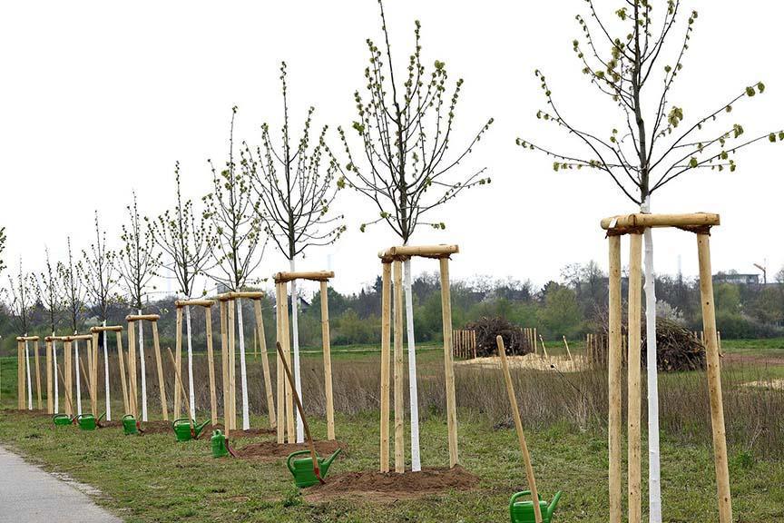 Baumpflanzung an der Alten Poststraße in Annaberg-Buchholz 