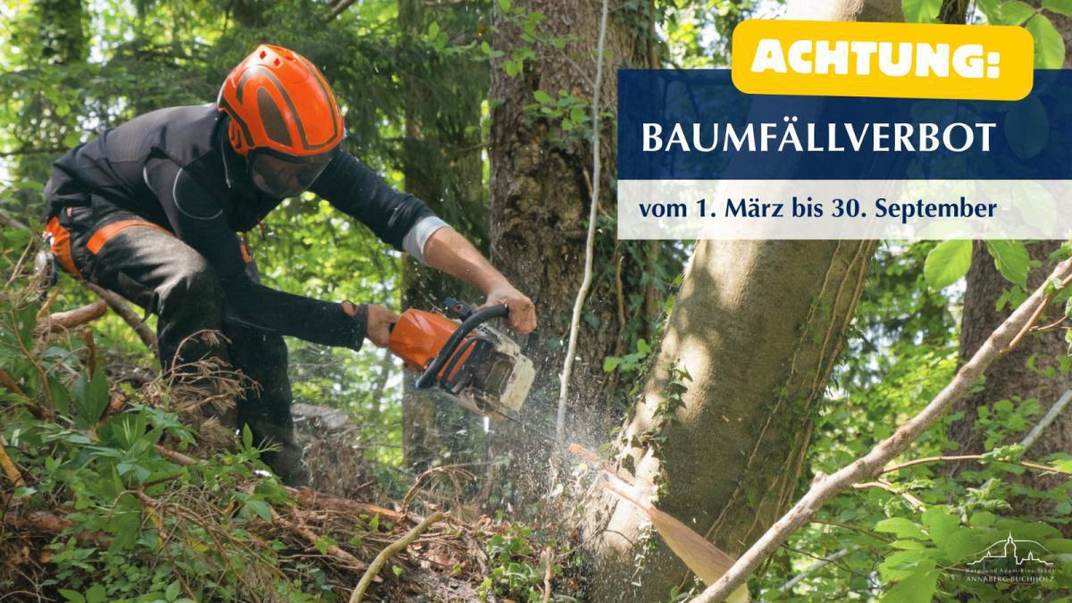 Baumfällverbot ab 1. März beachten