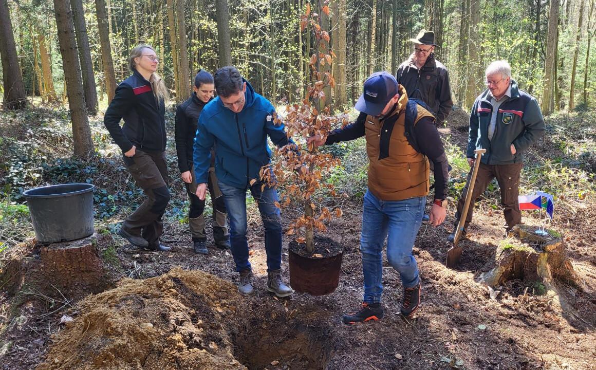 Deutsch-tschechisches Interreg-Projekt „LowRiskForest“ gestartet: 60.000 neue Bäume für die Zukunft des Erzgebirgswaldes