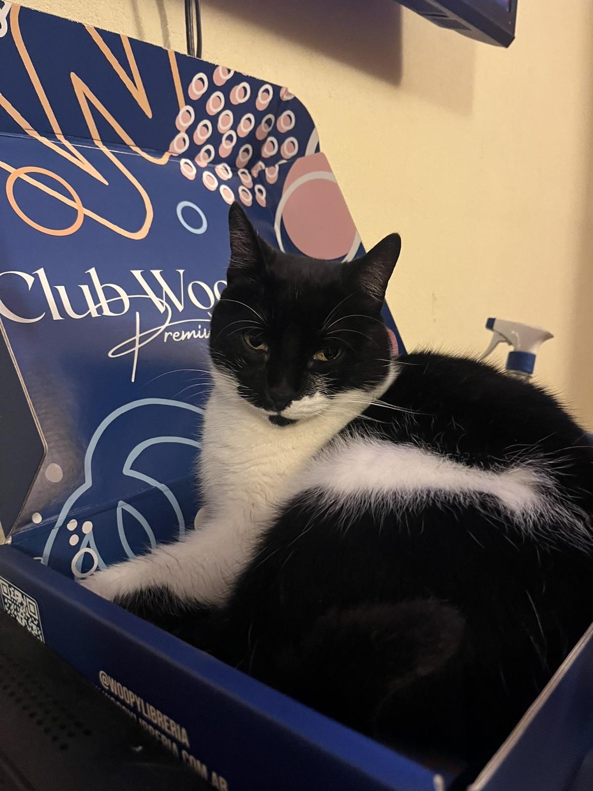 💙 ¡Elegí tu foto favorita del concurso “Qué hacés con tu Caja del Club Woopy”! 💙