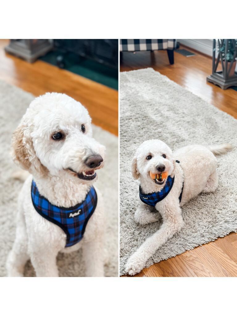 how to decorate for fall using black + white, a mayfield, ky home tour (part two) how to decorate for fall using black + white, a mayfield, ky home tour (part two)