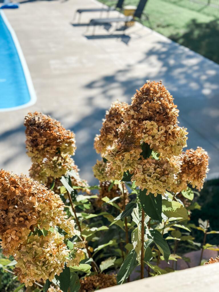 how to decorate for fall using black + white, a mayfield, ky home tour (part two) how to decorate for fall using black + white, a mayfield, ky home tour (part two)