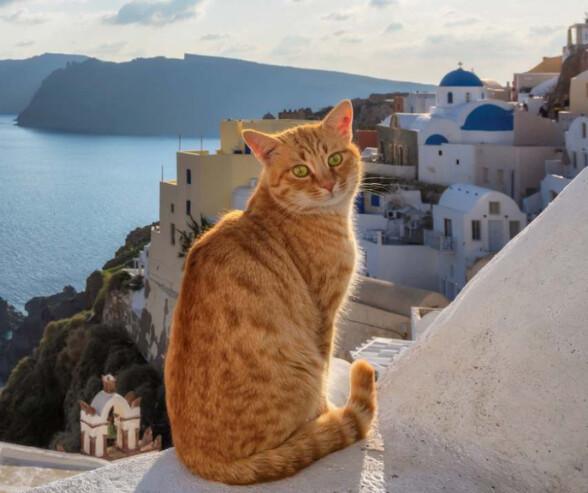Giornata Mondiale del Gatto: miti e leggende dalla Grecia Giornata Mondiale del Gatto: miti e leggende dalla Grecia