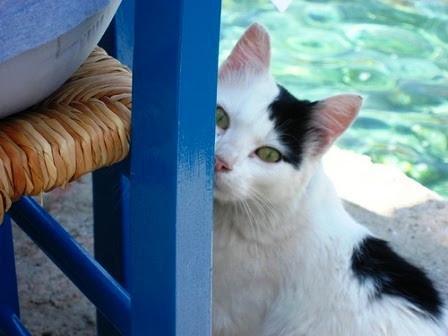 Giornata Mondiale del Gatto: miti e leggende dalla Grecia