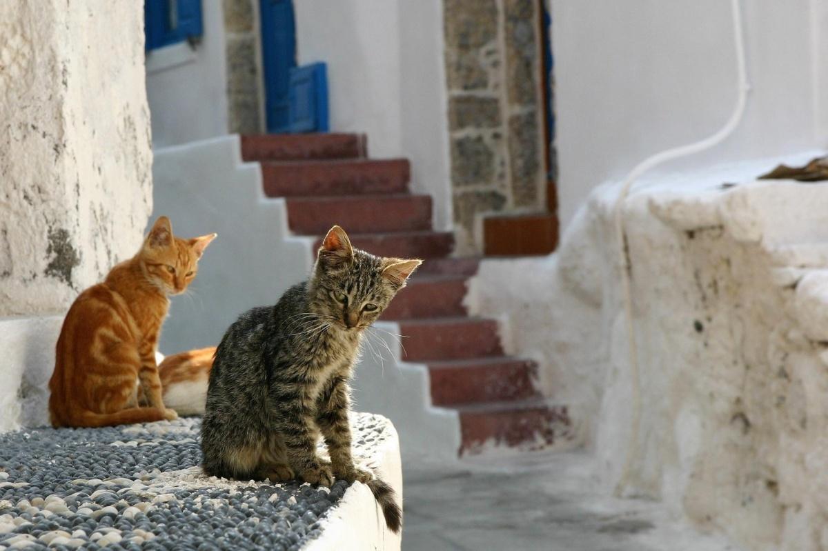 Giornata Mondiale del Gatto: miti e leggende dalla Grecia