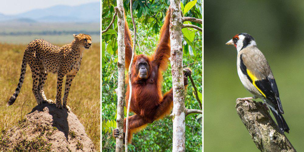 L’Humanité est la cause d’une 6e extinction de masse.