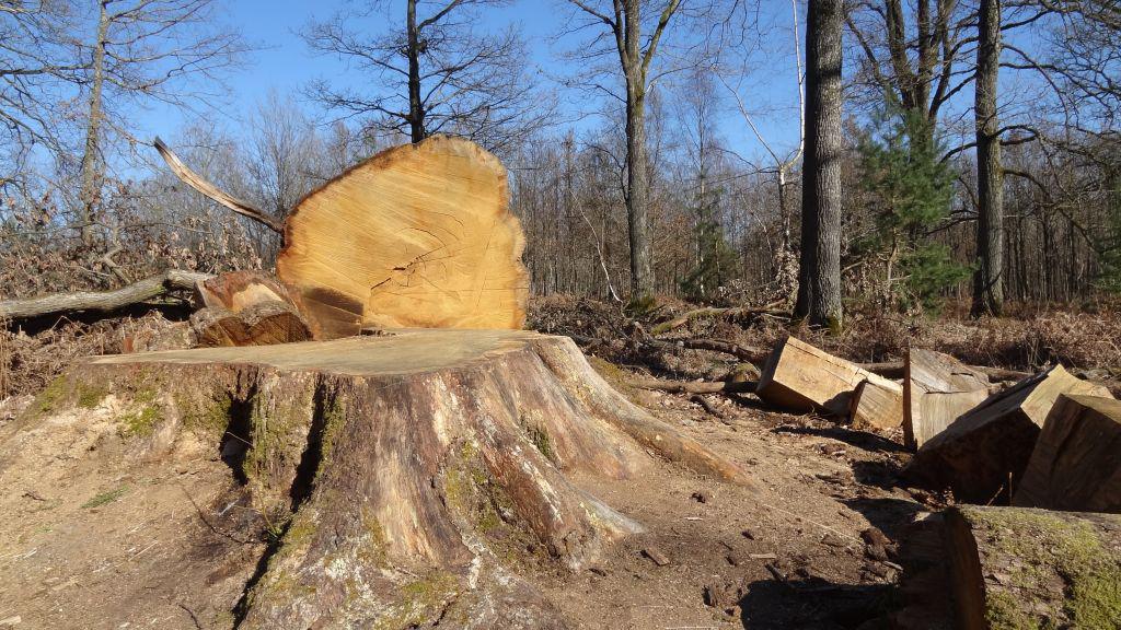 Cinq facteurs responsables de la perte de biodiversité et cinq leviers d’actions