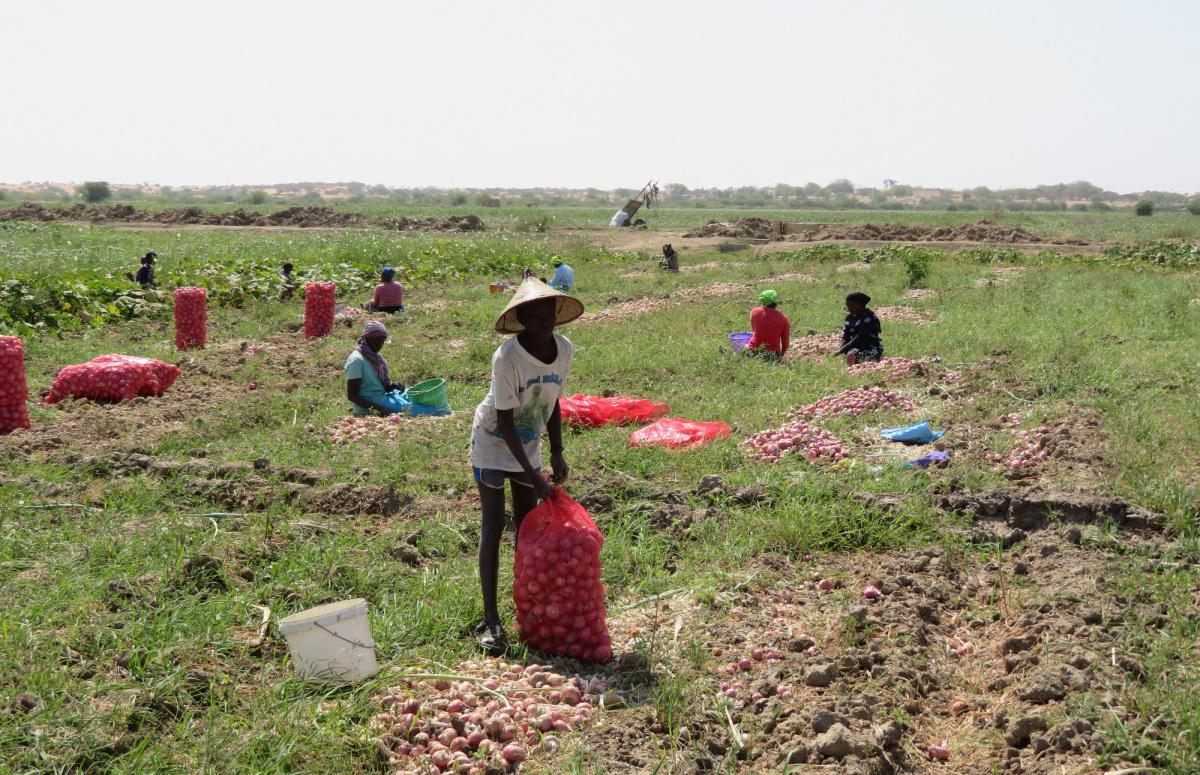 Valorisation des eaux pour le développement des chaînes de valeur agricoles 