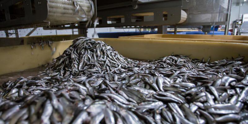 Usines de farine et d'huile de poisson au Sénégal.