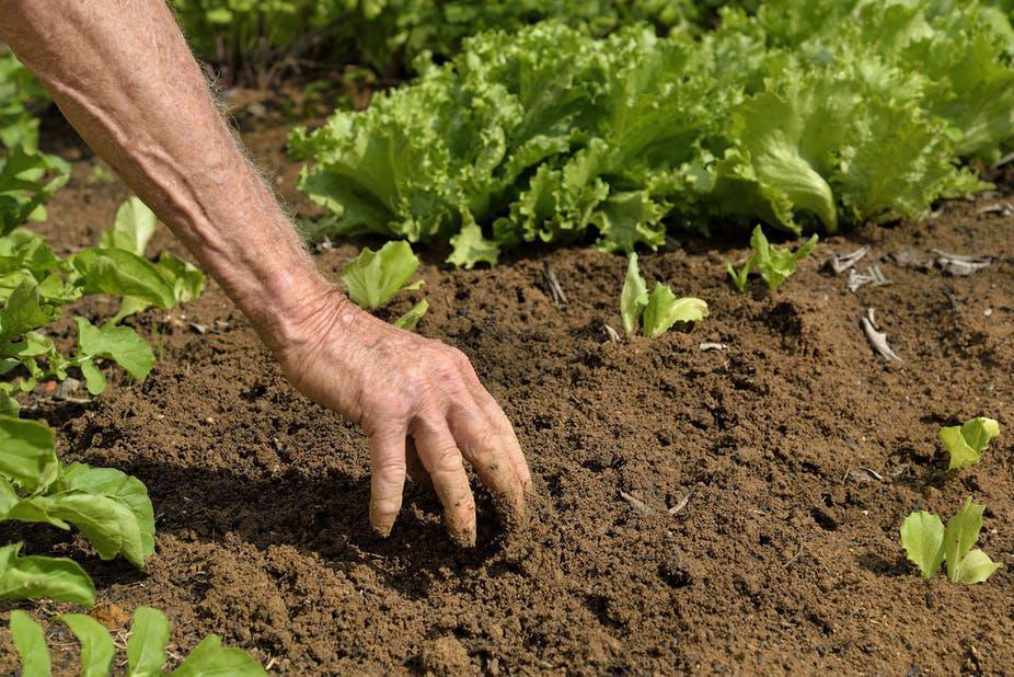 Pour la Fao, la santé des sols a une influence déterminante sur la durabilité des systèmes agroalimentaires.