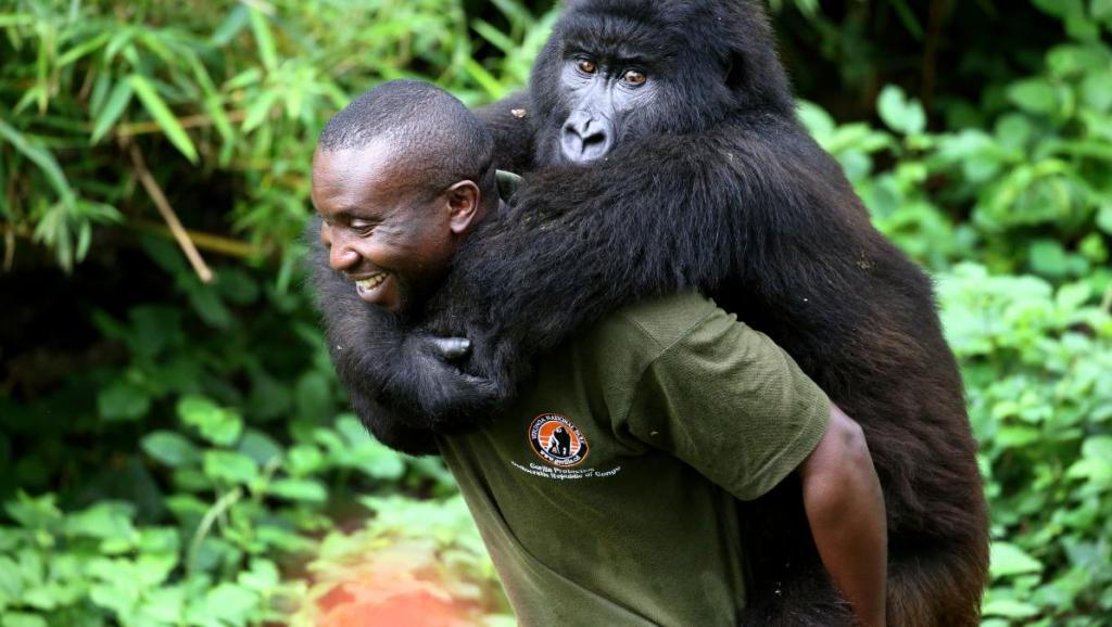 Exploration pétrolière dans le parc Virunga.