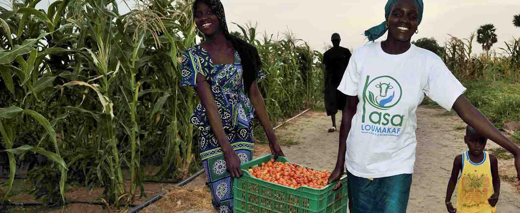 Sécurité alimentaire au Sénégal