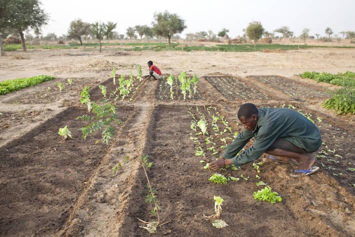 32e session de la conférence régionale pour l'afrique de l'organisation des nations unies pour l'alimentation et l'agriculture: définir les priorités régionales en matière de transformation des systèmes agroalimentaires