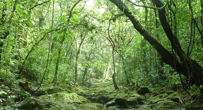 les forêts et les arbres peuvent aider à la relance au sortir des multiples crises que nous traversons, selon un nouveau rapport de la fao