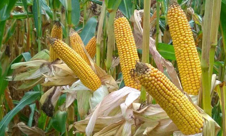 projet agropole sud :  vers l’emblavement de 3 750 hectares de maïs certifié