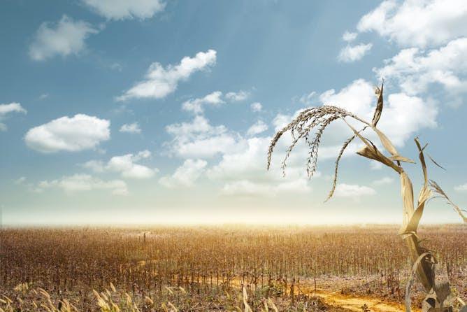 changement climatique : un rapport alarmant à l’échelle de l’afrique prévoit une perte de 30 % des récoltes et 50 millions de personnes sans eau