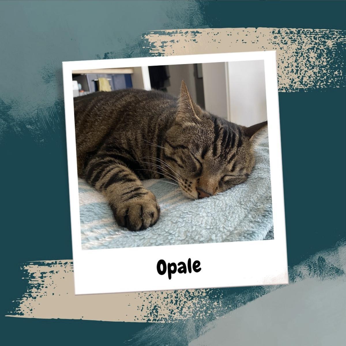 Catsitting La Rochelle Catsitting La Rochelle