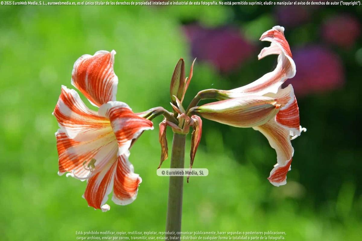 Naturaleza