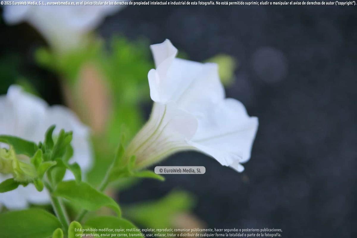 Naturaleza