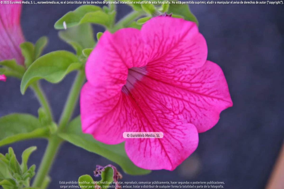 Naturaleza