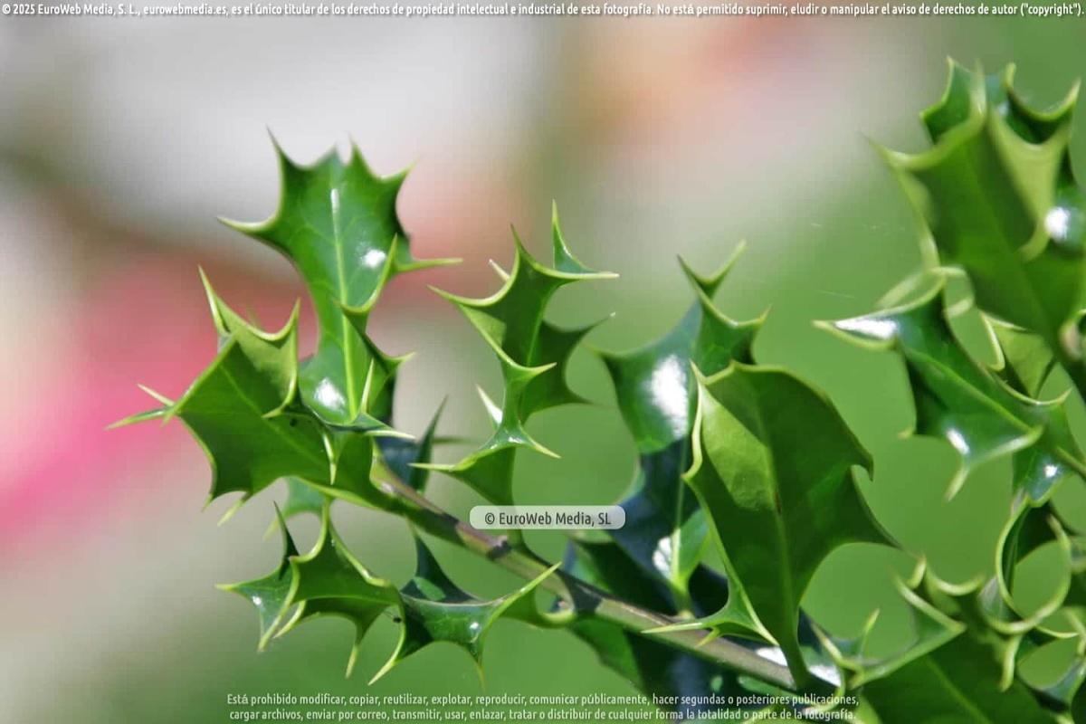 Naturaleza