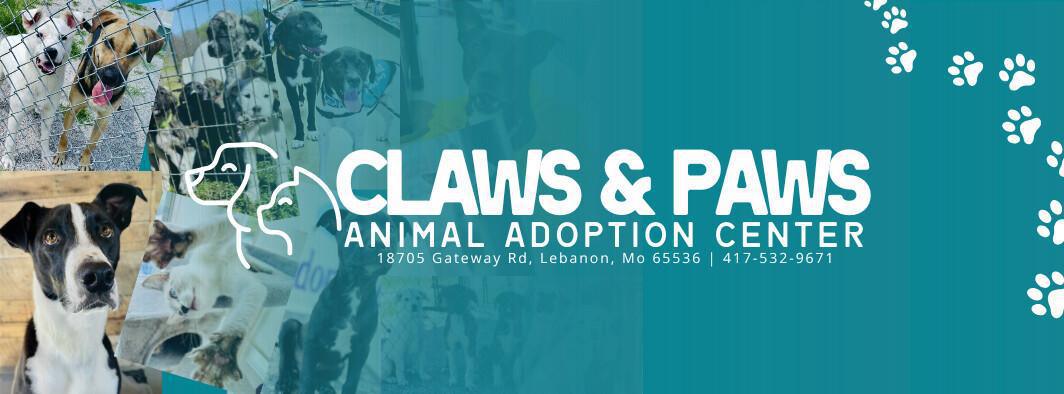 Pet of the Week! Meet Askim: A Volunteer Favorite Ready for Adoption!