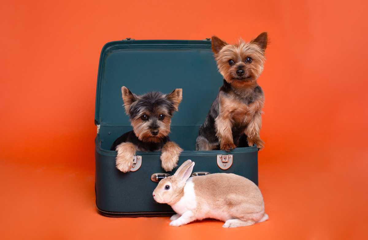 💛 Nuestra Historia – Un recorrido de amor hasta el "Sí, quiero"