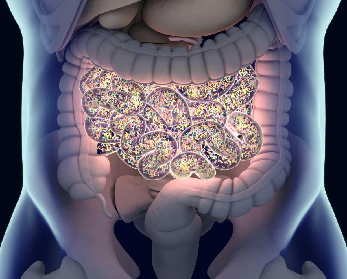 Microbiome and Gut Health Microbiome and Gut Health