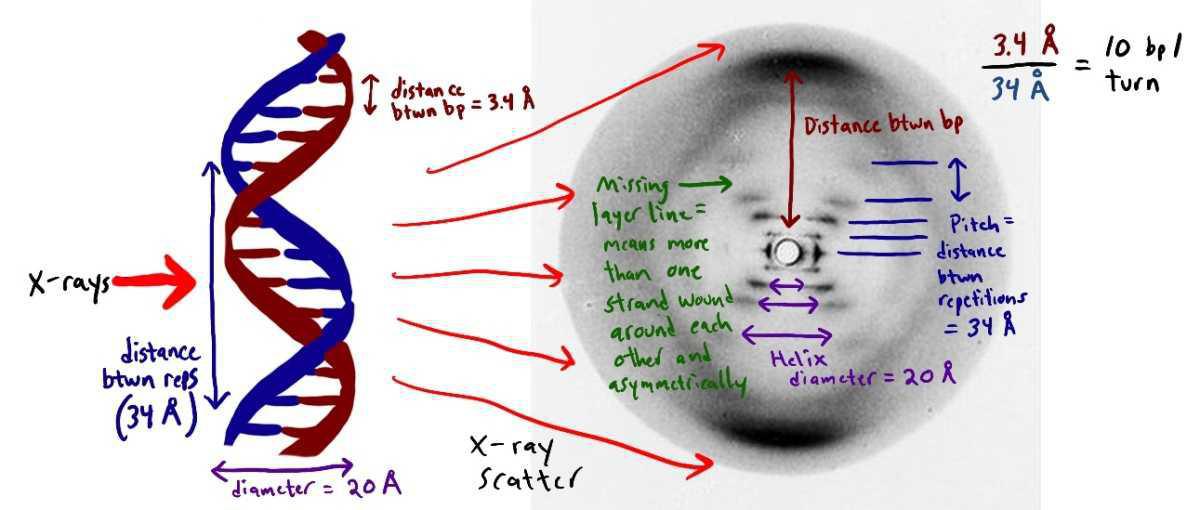 Person from History—Rosalind Franklin Person from History—Rosalind Franklin