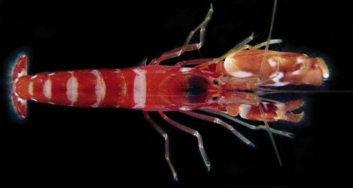 Weirdly Wonderful Animal Traits I