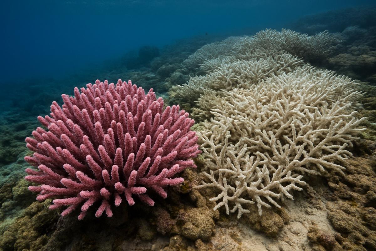 The Biome Switch: When Ecosystems Collide The Biome Switch: When Ecosystems Collide