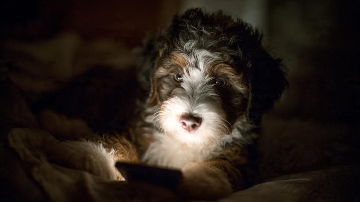 The Dopamine Economy The Dopamine Economy