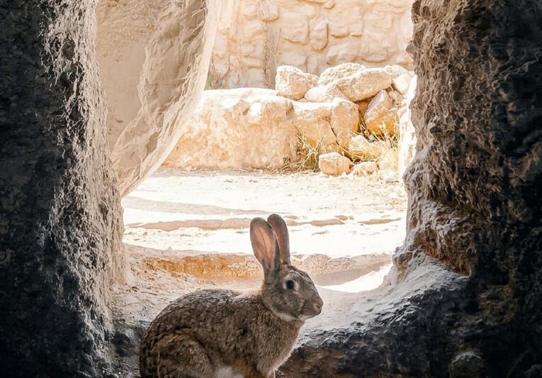 The Origins of Easter Traditions