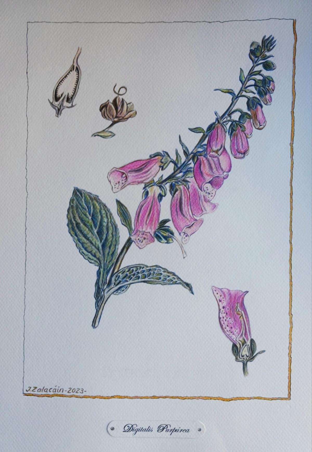 De la dedalera a la digoxina: historia, farmacología y anécdotas De la dedalera a la digoxina: historia, farmacología y anécdotas