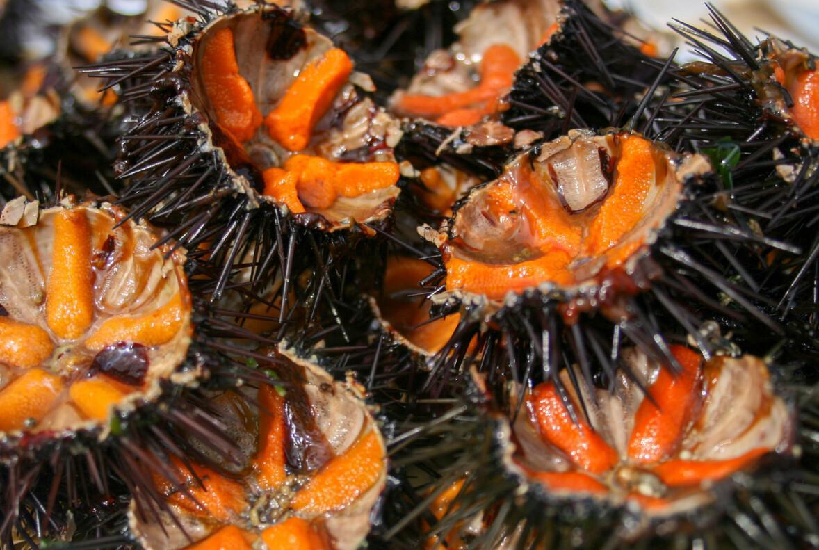 Ristorante Adriatico Ristorante Adriatico