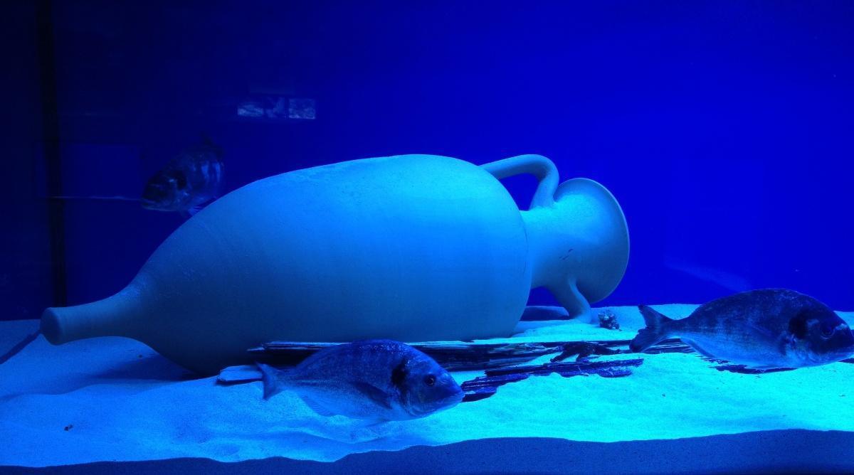 Acquario del Salento - Museo Vivo del Mediterraneo 