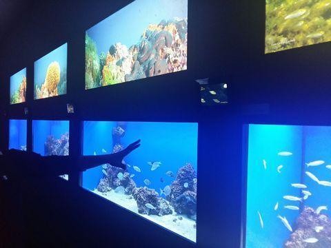Acquario del Salento - Museo Vivo del Mediterraneo Acquario del Salento - Museo Vivo del Mediterraneo