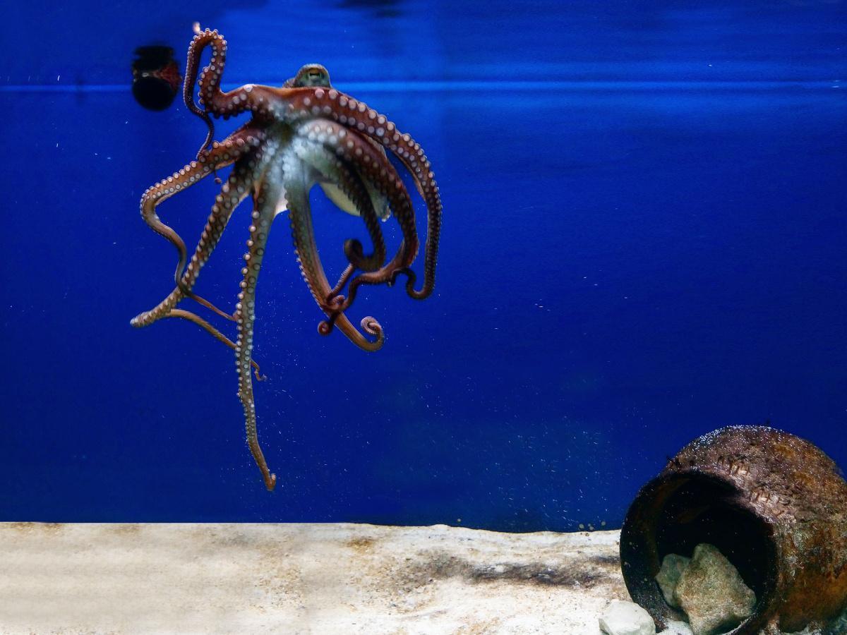 Acquario del Salento - Museo Vivo del Mediterraneo 