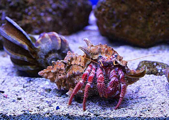 Acquario del Salento - Museo Vivo del Mediterraneo 